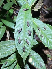Odontochilina