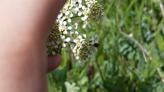 Haplomalachius flabellatus