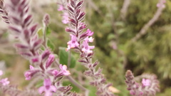 Aloysia macrostachya
