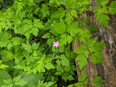 Geranium robertianum