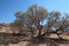 Vachellia haematoxylon