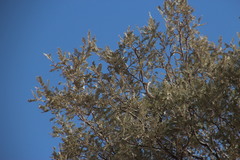Vachellia haematoxylon