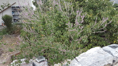 Aloysia macrostachya