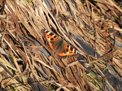 Aglais urticae
