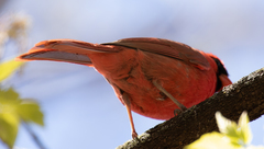 Cardinalis cardinalis