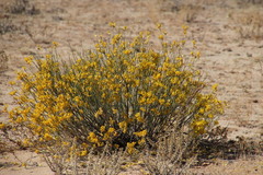 Lasiosiphon polycephalus