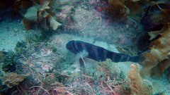 Chirodactylus spectabilis