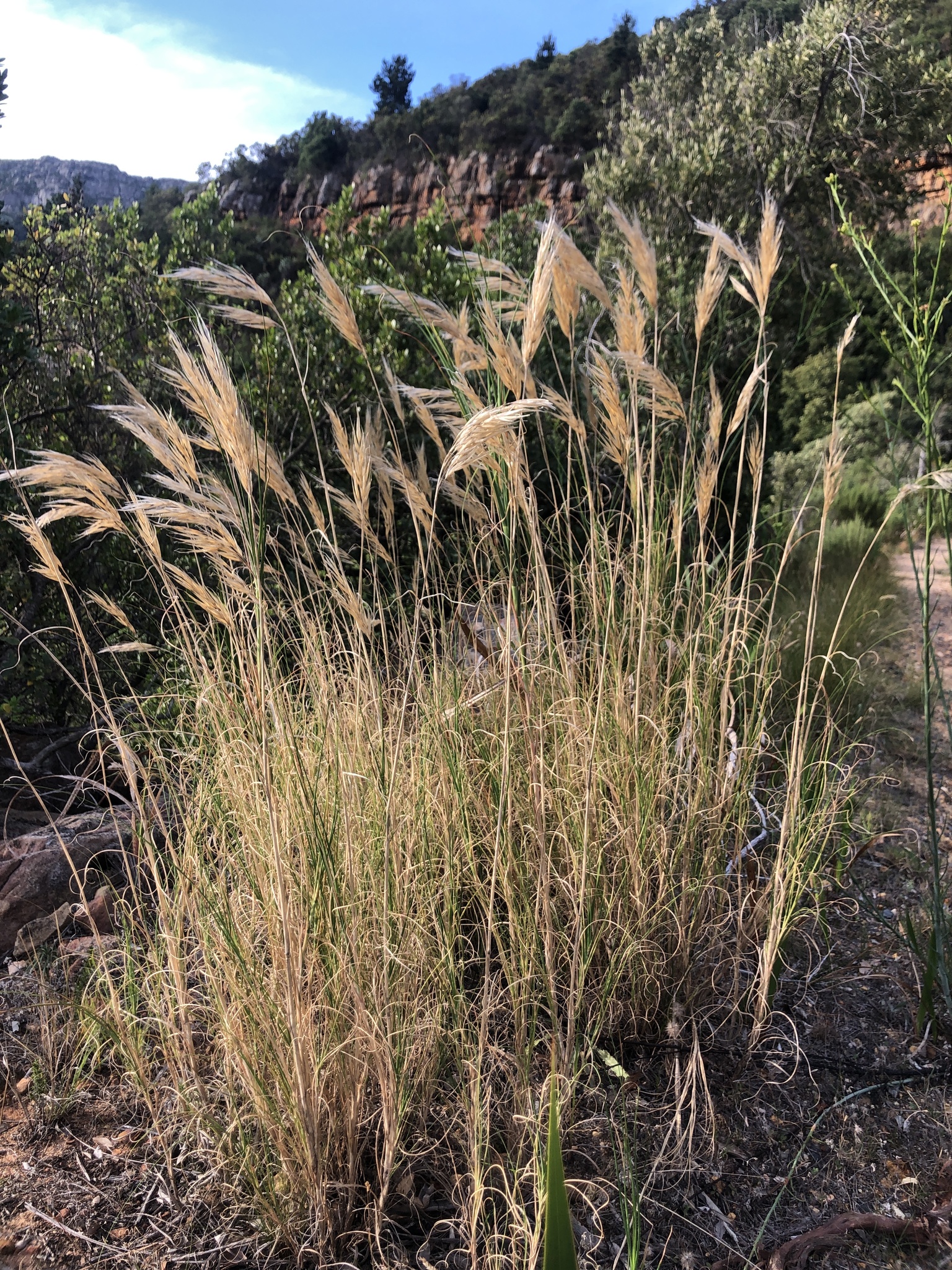 Pseudopentameris macrantha