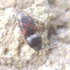 Drasterius bimaculatus