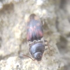 Drasterius bimaculatus