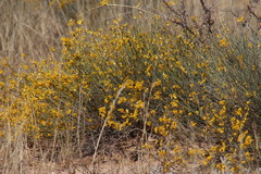 Lasiosiphon polycephalus