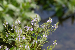 Veronica anagallis-aquatica
