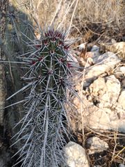 Lemaireocereus hollianus