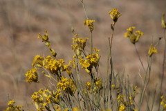 Lasiosiphon polycephalus