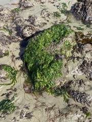 Ulva californica