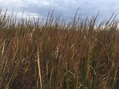 Typha capensis