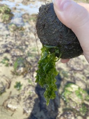 Ulva californica