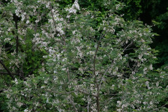 Robinia pseudoacacia