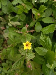 Geum urbanum