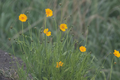 Coreopsis lanceolata