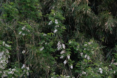 Robinia pseudoacacia