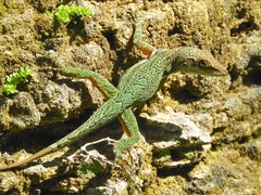 Anolis leachii