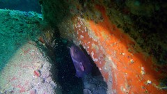 Lotella rhacina