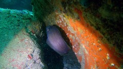 Lotella rhacina
