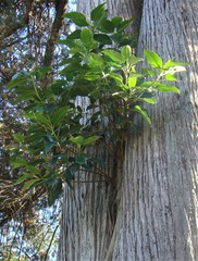 Ficus macrophylla
