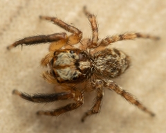 Pseudeuophrys vafra