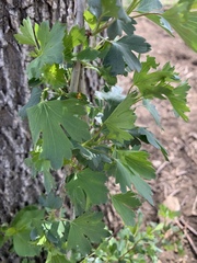 Ribes aureum