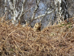 Marmota kastschenkoi