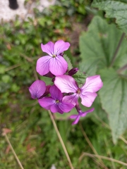 Lunaria annua