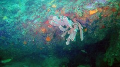 Callyspongia annulata