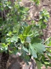 Ribes aureum