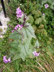 Lunaria annua