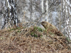 Marmota kastschenkoi