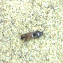 Drasterius bimaculatus