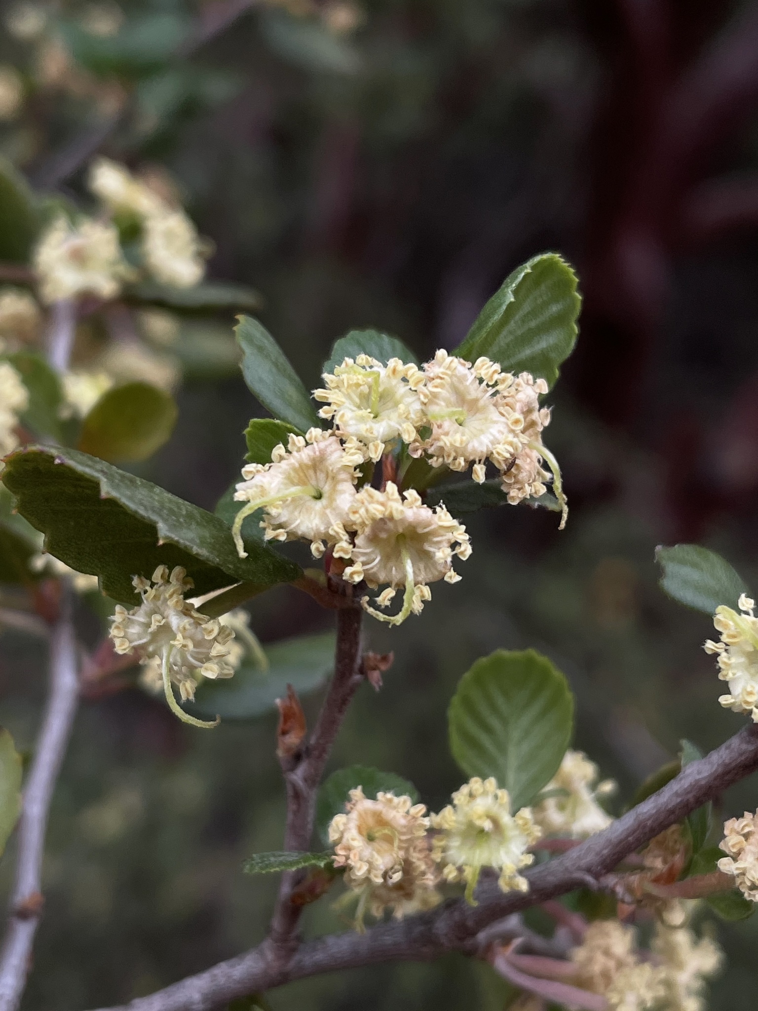 Cercocarpus minutiflorus