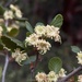 Cercocarpus minutiflorus - Photo 由 Madeleine Claire 所上傳的 (c) Madeleine Claire，保留部份權利CC BY