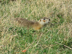 Spermophilus erythrogenys