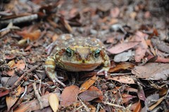 Peltophryne peltocephala