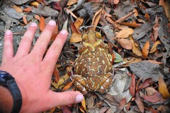 Peltophryne peltocephala