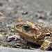 Caribbean Toads - Photo (c) Wayne Fidler, some rights reserved (CC BY-NC), uploaded by Wayne Fidler