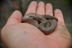 Tropidophis melanurus