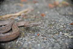 Tropidophis melanurus