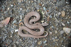 Tropidophis melanurus