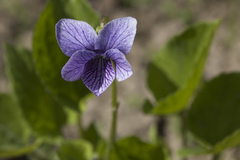 Viola kamtschadalorum