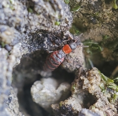 Endeodes collaris