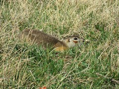 Spermophilus erythrogenys